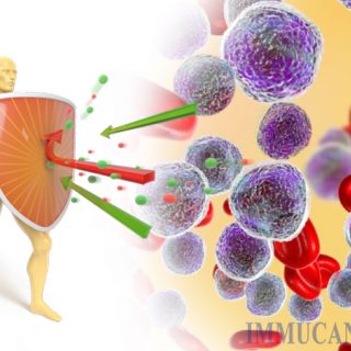 Tế bào bạch cầu và miễn dịch có mối quan hệ như thế nào?