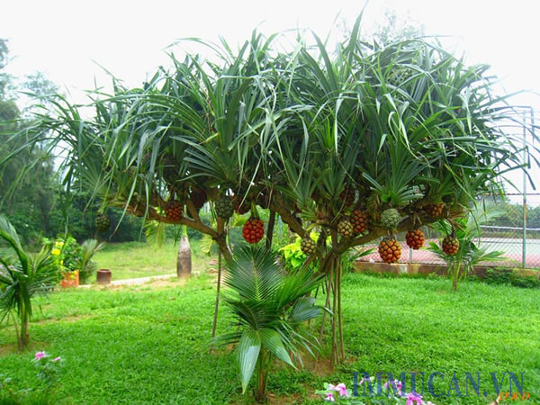 bài thuốc điều trị viêm gan b