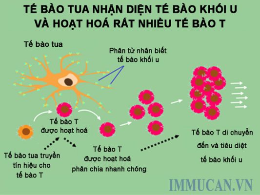 dieu-tri-ung-thu-bang-lieu-phap-mien-dich Điều trị ung thư bằng liệu pháp miễn dịch