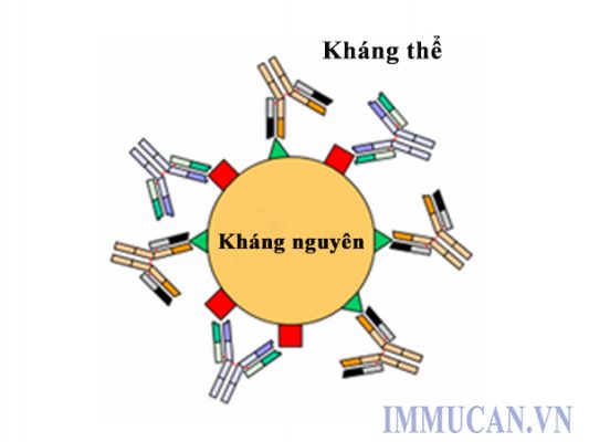 dieu-tri-ung-thu-bang-lieu-phap-mien-dich Điều trị ung thư bằng liệu pháp miễn dịch