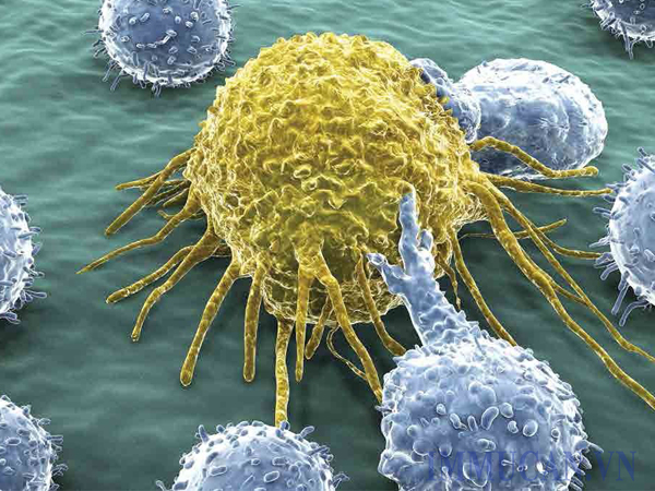 Liệu pháp miễn dịch tự nhiên